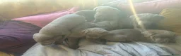 Labrador Retriever dogs for sale: Silver labradors  - Advert 11
