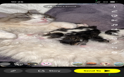 RagaMuffin cats for sale: Beautiful ragdoll x kittens 1 LEFT READY NOW - Image 9