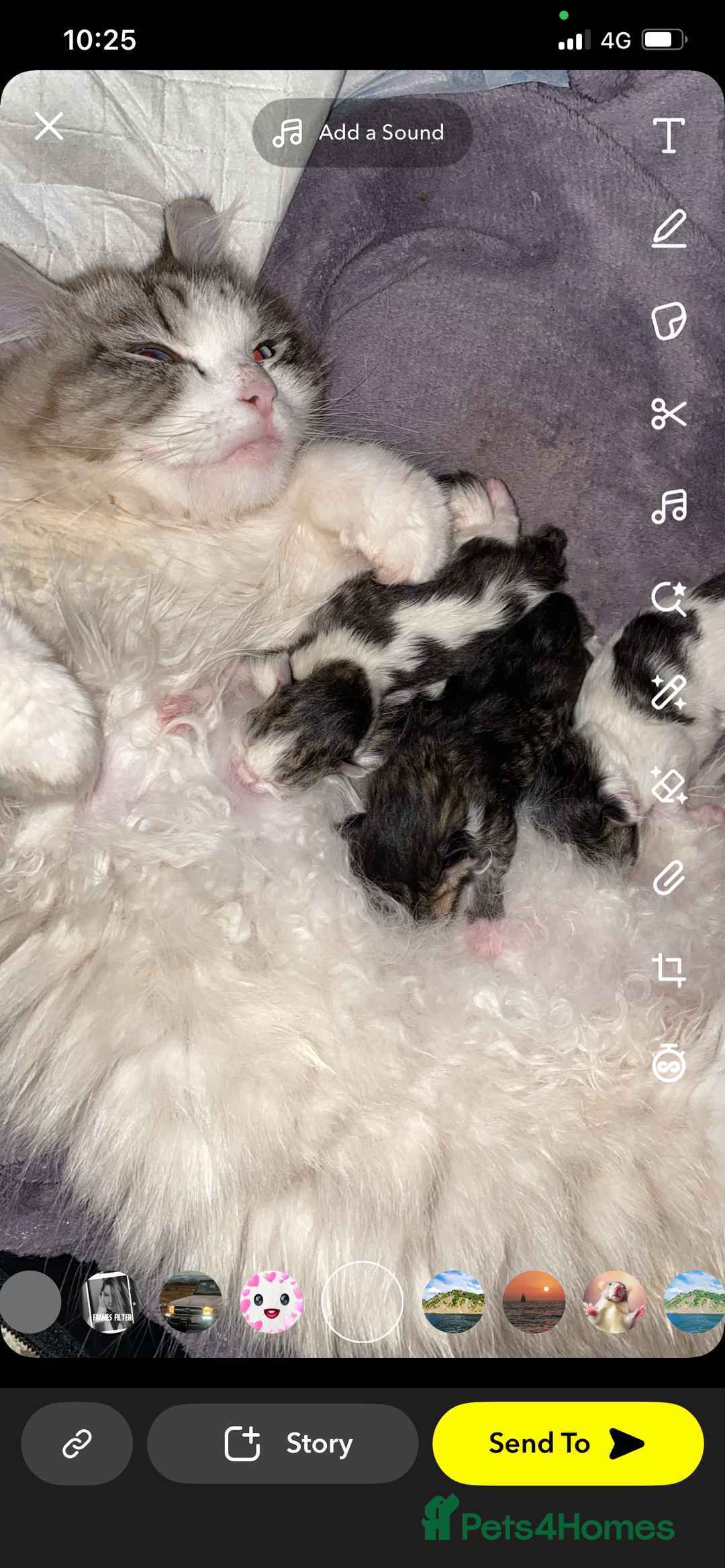 RagaMuffin cats for sale: Beautiful ragdoll x kittens 1 LEFT READY NOW - Image 9