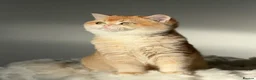 British Shorthair cats for sale: "Teddy Bear 🧸 " British Shorthair Golden kittens - Advert 5