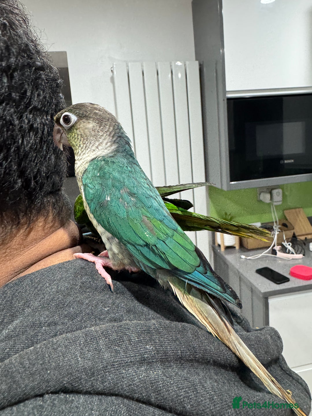 Lorikeets birds for sale: Hand fed baby conures for sale rare breed - Image 20