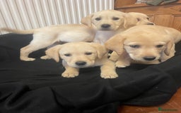Labrador Retriever dogs for sale: Beautiful Andrex Labrador Puppy’s  - Image 19