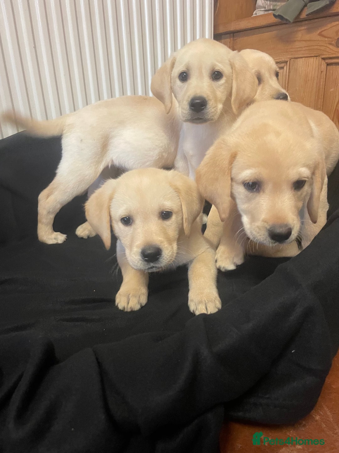Labrador Retriever dogs for sale: Beautiful Andrex Labrador Puppy’s  - Image 19