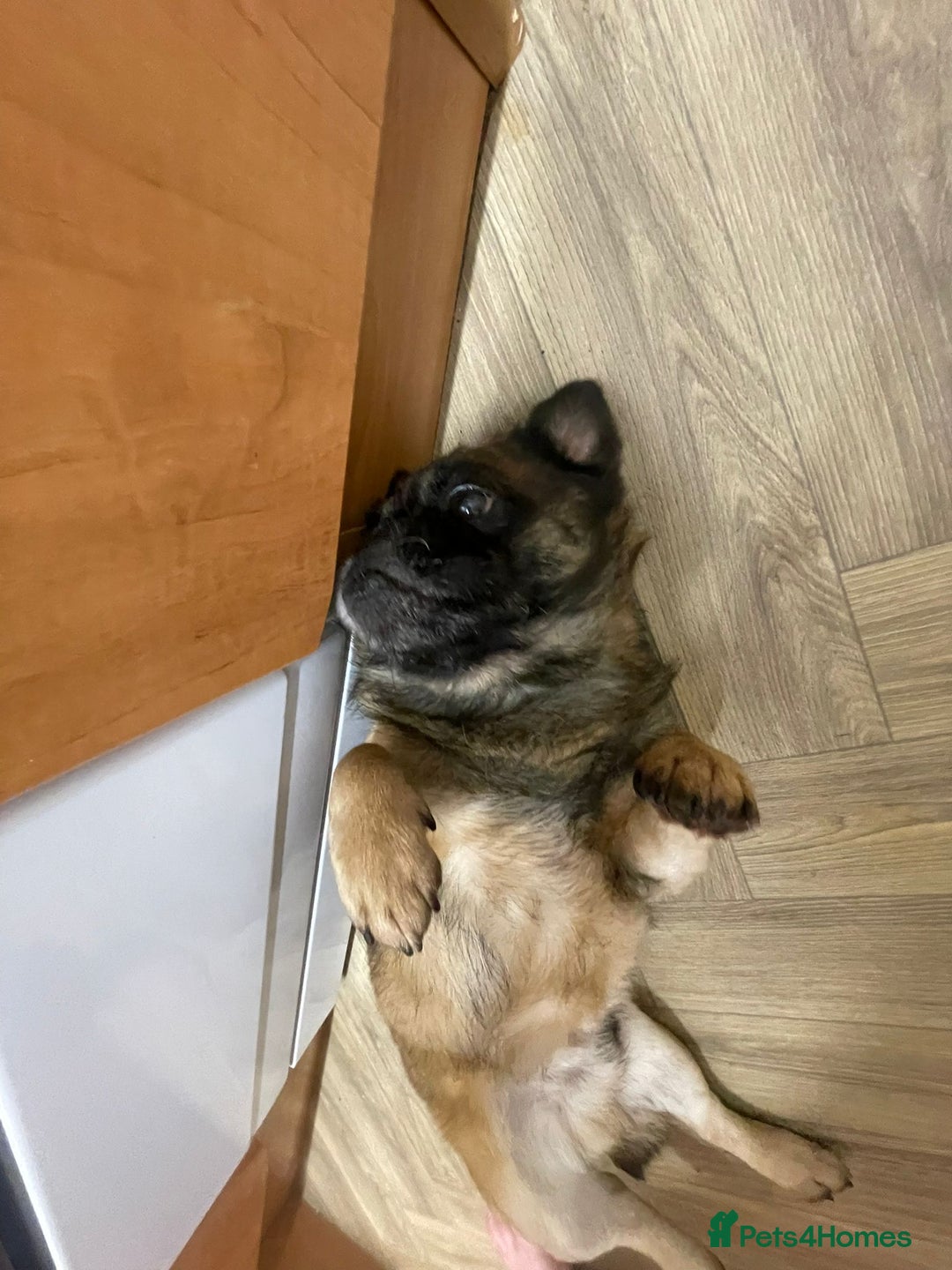 Mixed Breed dogs for sale: Pug x frenchie  - Advert 2