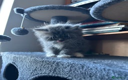 Ragdoll cats for sale: Gorgeous ragdoll male kitten to sell - Image 5