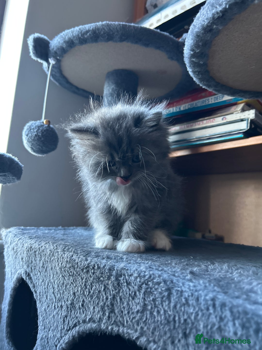 Ragdoll cats for sale: Gorgeous ragdoll male kitten to sell - Image 5