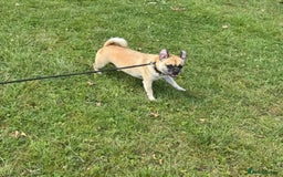 Frug dogs for sale: Special dog seeks special home 🏡💖 - Image 5
