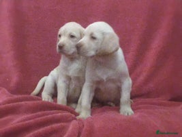 Labrador Retriever dogs Extensively health tested Labrador puppies - Advert 1