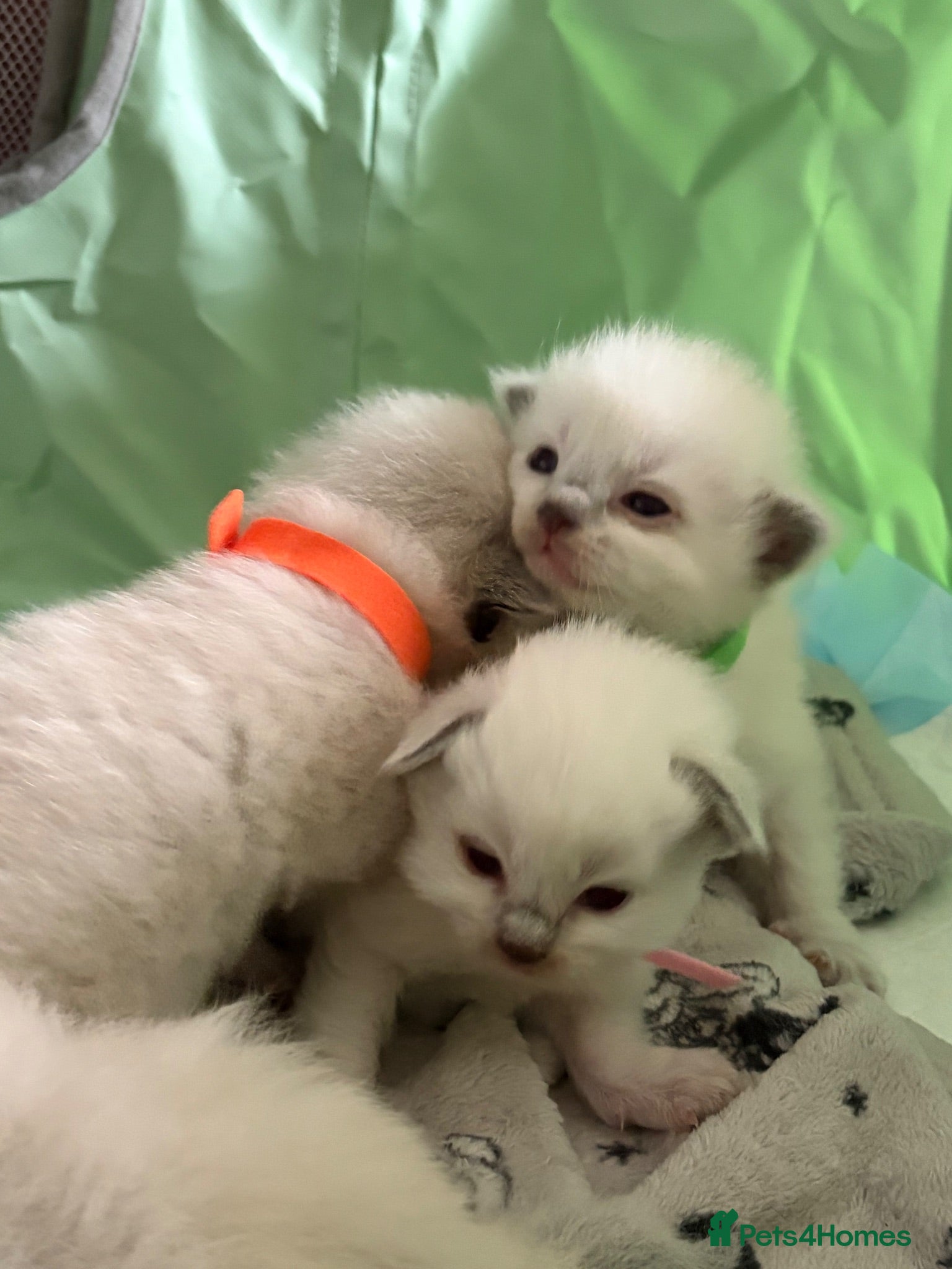 Ragdoll cats Beautiful ragdoll kittens - Advert 2