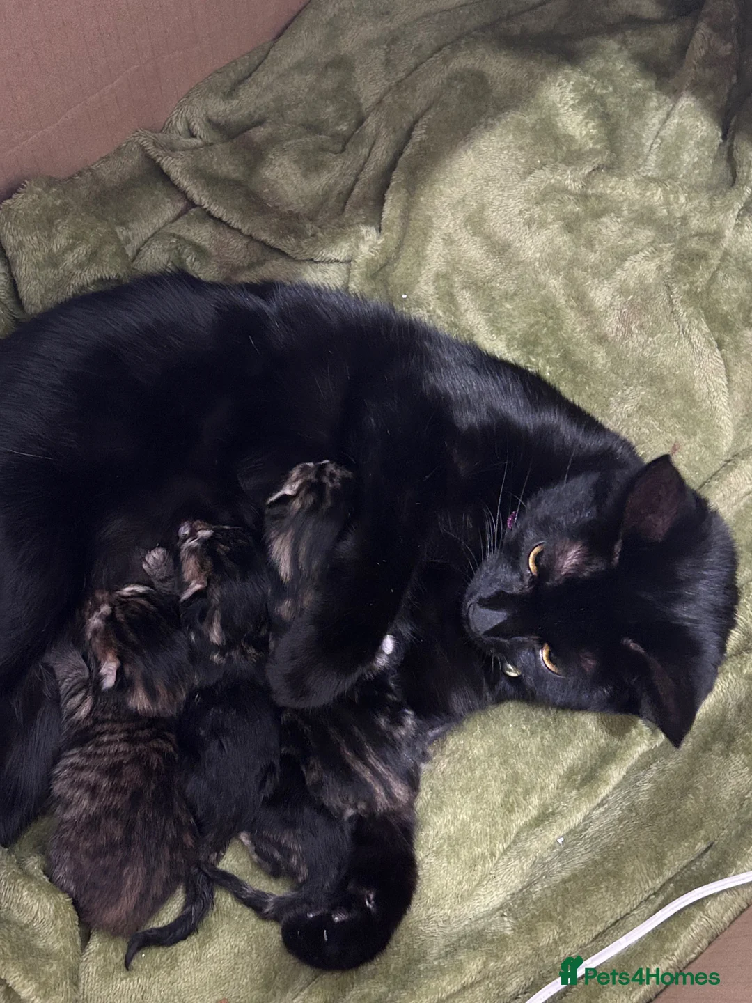 Mixed Breed cats for sale: Beautiful tabby kittens in Basingstoke - Advert 2