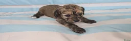 Cavapoo dogs for sale: Ready Now - 3 Girl F1 Toy Cavapoos Health Checked - Advert 31