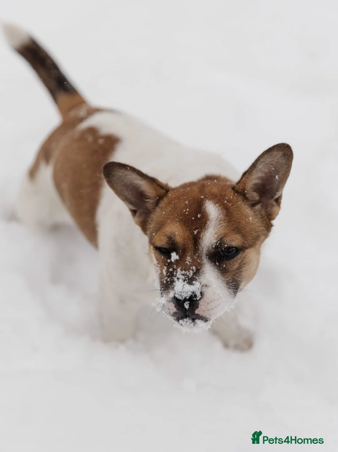 Mixed Breed dogs for adoption: 💖🐶 DEMI-MOON 🐶💖 - Advert 19