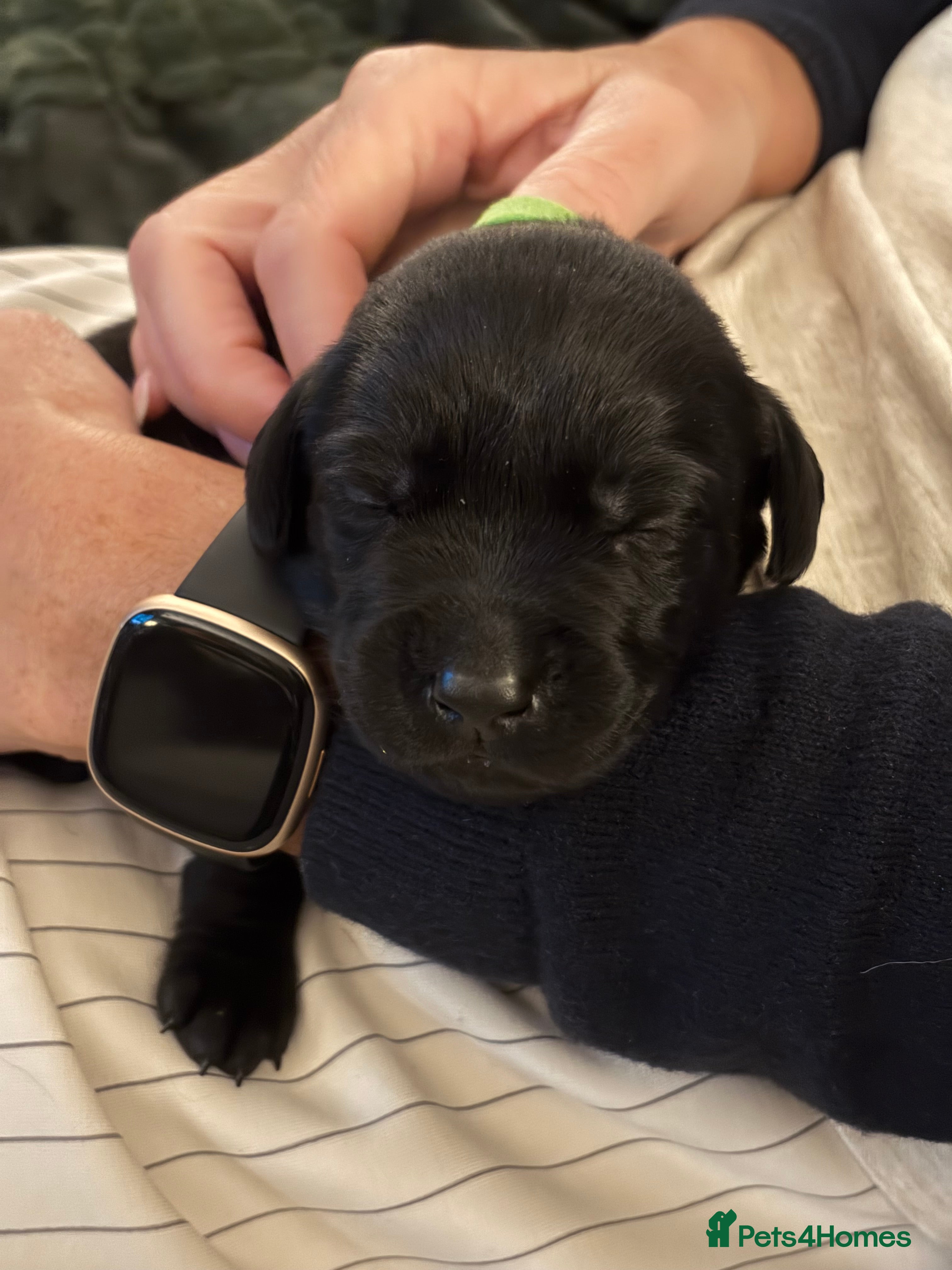 Labrador Retriever dogs Stunning Labrador Retriever Pups ready 9/5/26 - Advert 2