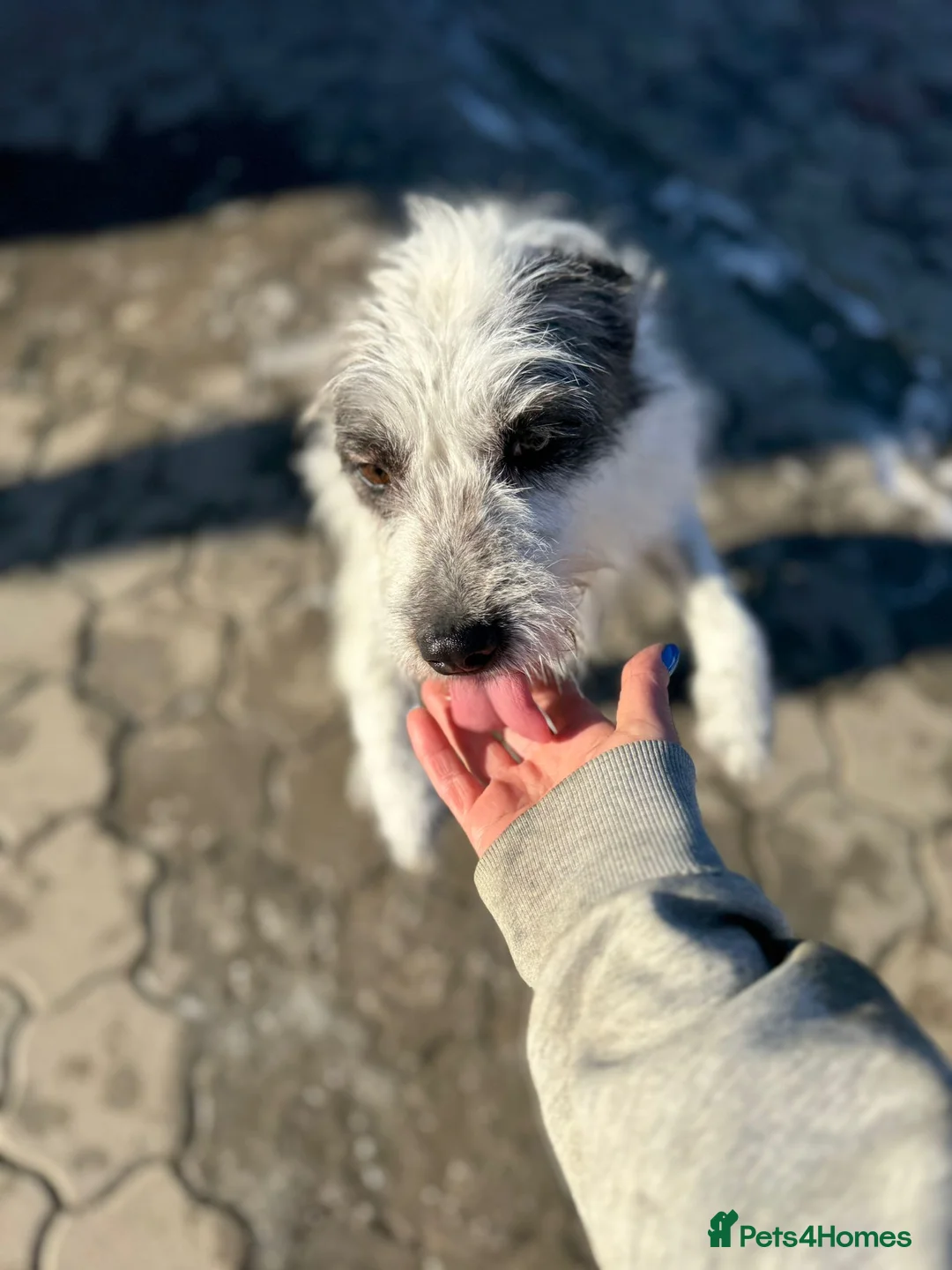 Mixed Breed dogs for adoption: 🐾MIRA🐾, a beautiful young girl for a Loving Home - Advert 35