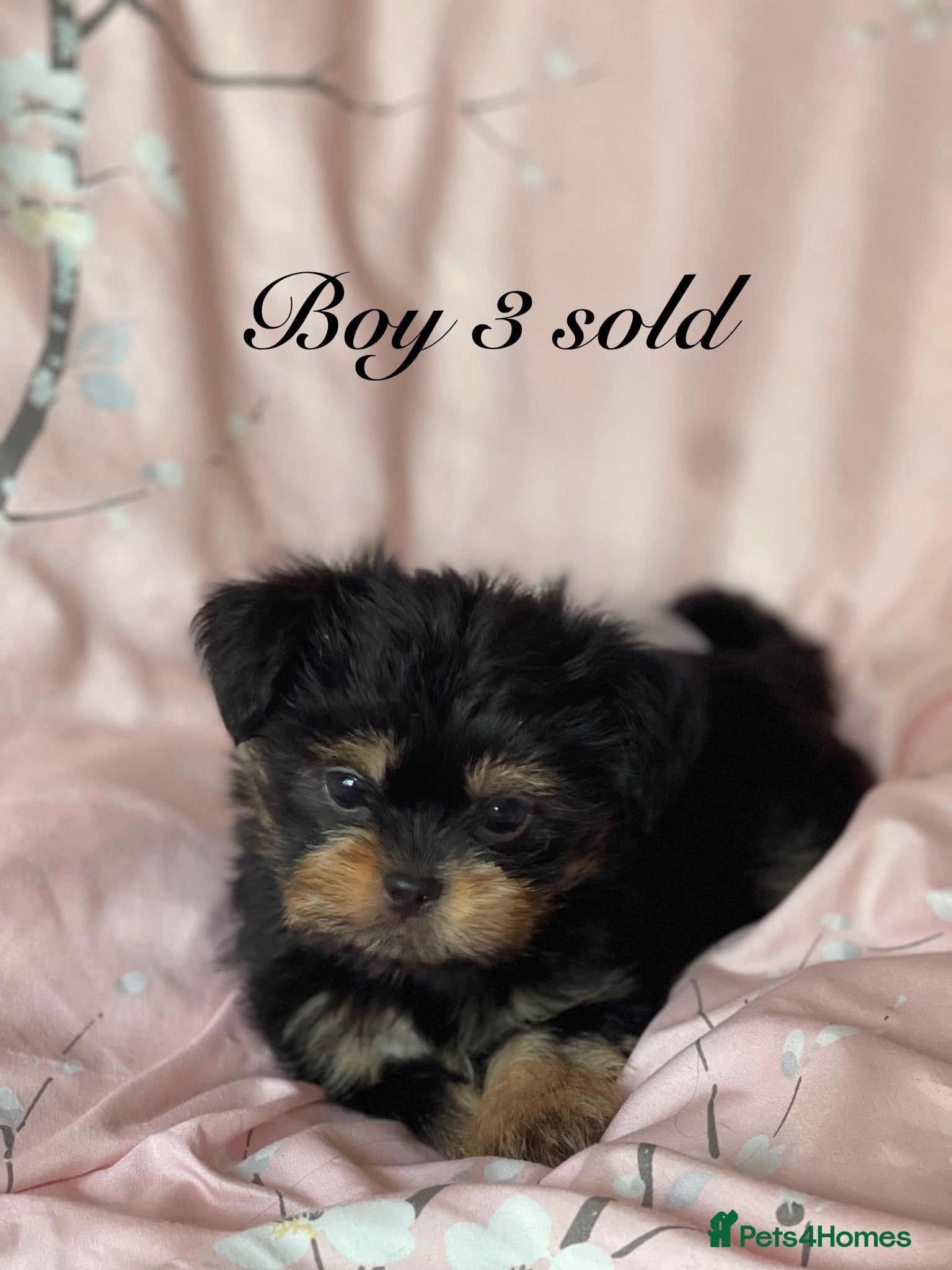 Shorkie dogs Gorgeous Shorkie Puppies Vaccinated &Microchipped  - Advert 2