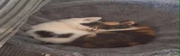 Mixed Breed cats for sale: 2 kittens for sale 100 pounds each - Advert 3