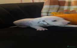 Dalmatian dogs for sale: KC Registered Dalmatian Puppies - Image 2