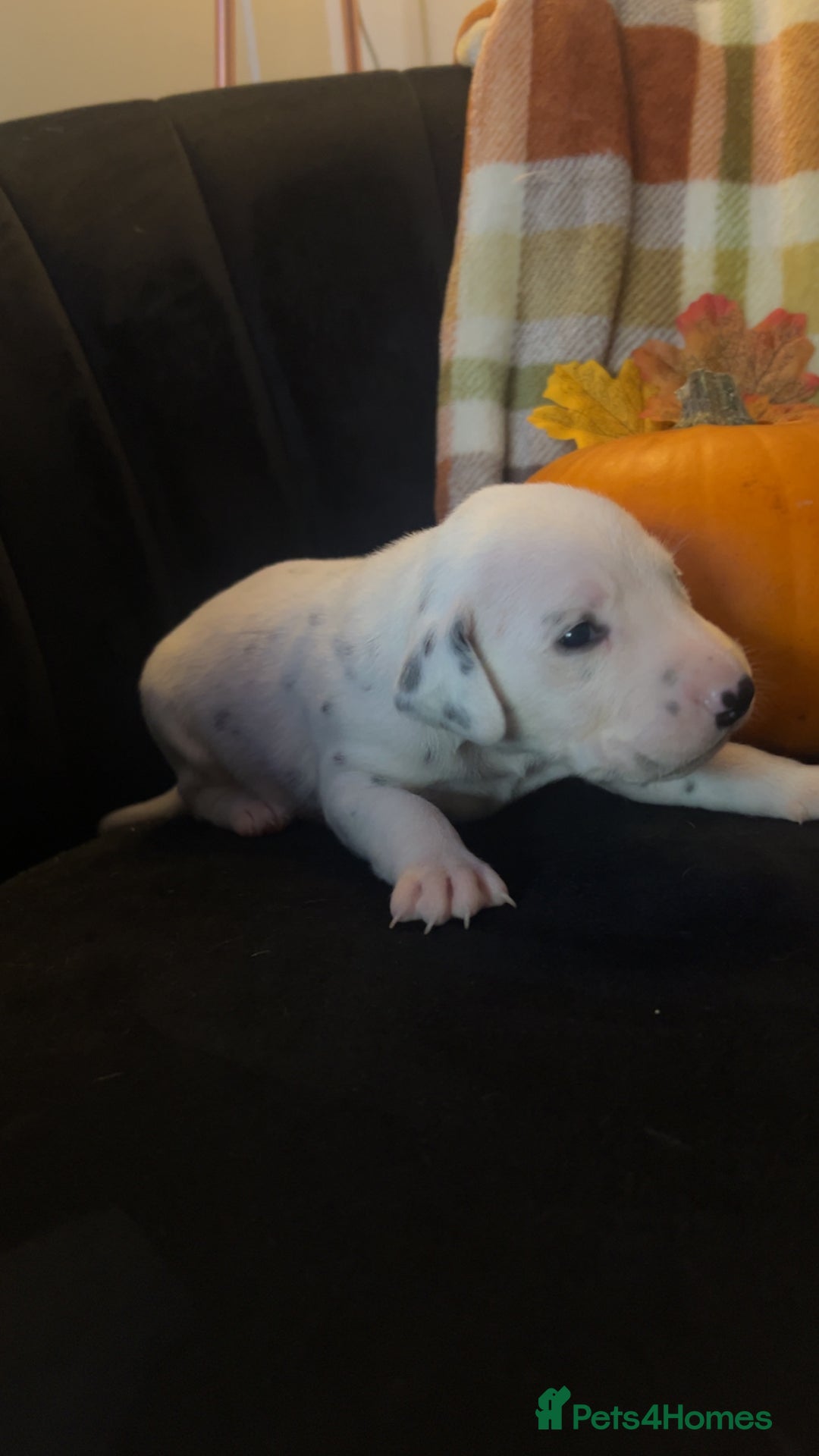 Dalmatian dogs for sale: KC Registered Dalmatian Puppies - Image 2