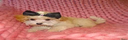 Maltipoo dogs for sale: XXS Apricot F1 Maltese X Toy Poodle Maltipoo Puppy - Advert 11