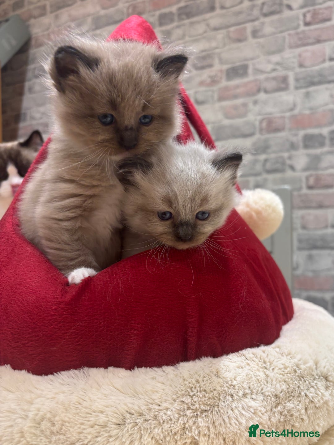 Ragdoll cats for sale: Gorgeous Ragdoll Seal Mink kittens TICA Registered - Advert 15
