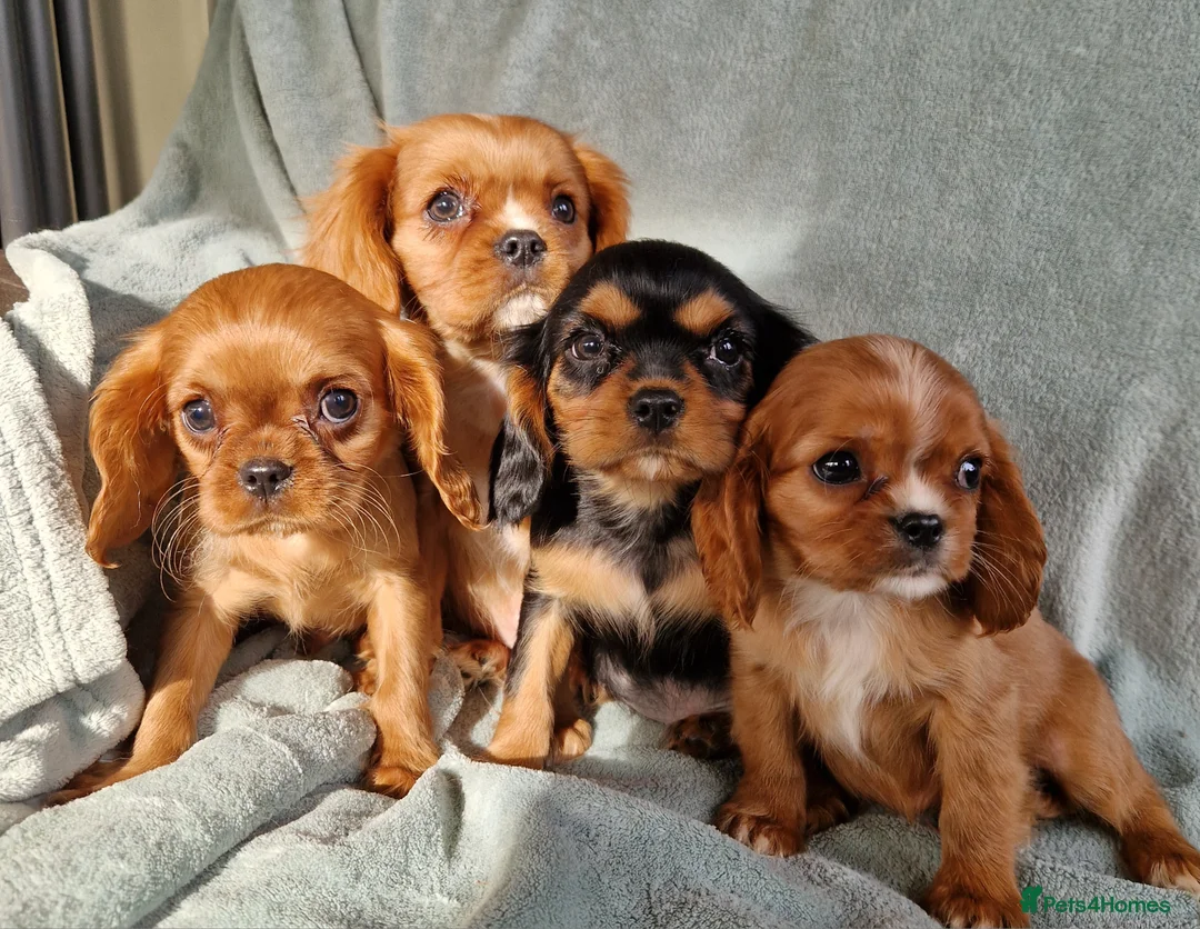 Cavalier King Charles Spaniel dogs for sale: Beautiful CKCS babies  - Advert 2