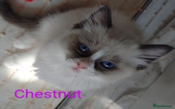 Ragdoll cats for sale: GCCF pedigree ragdoll kittens for sale £850 -£1100 - Image 18