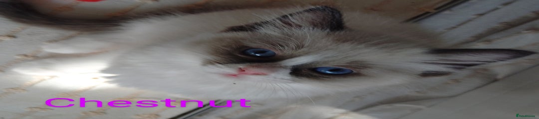 Ragdoll Kitten 4 CHESTNUT BOY