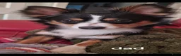 Jack Chi dogs for sale: Jack chi cross terrior  - Advert 4
