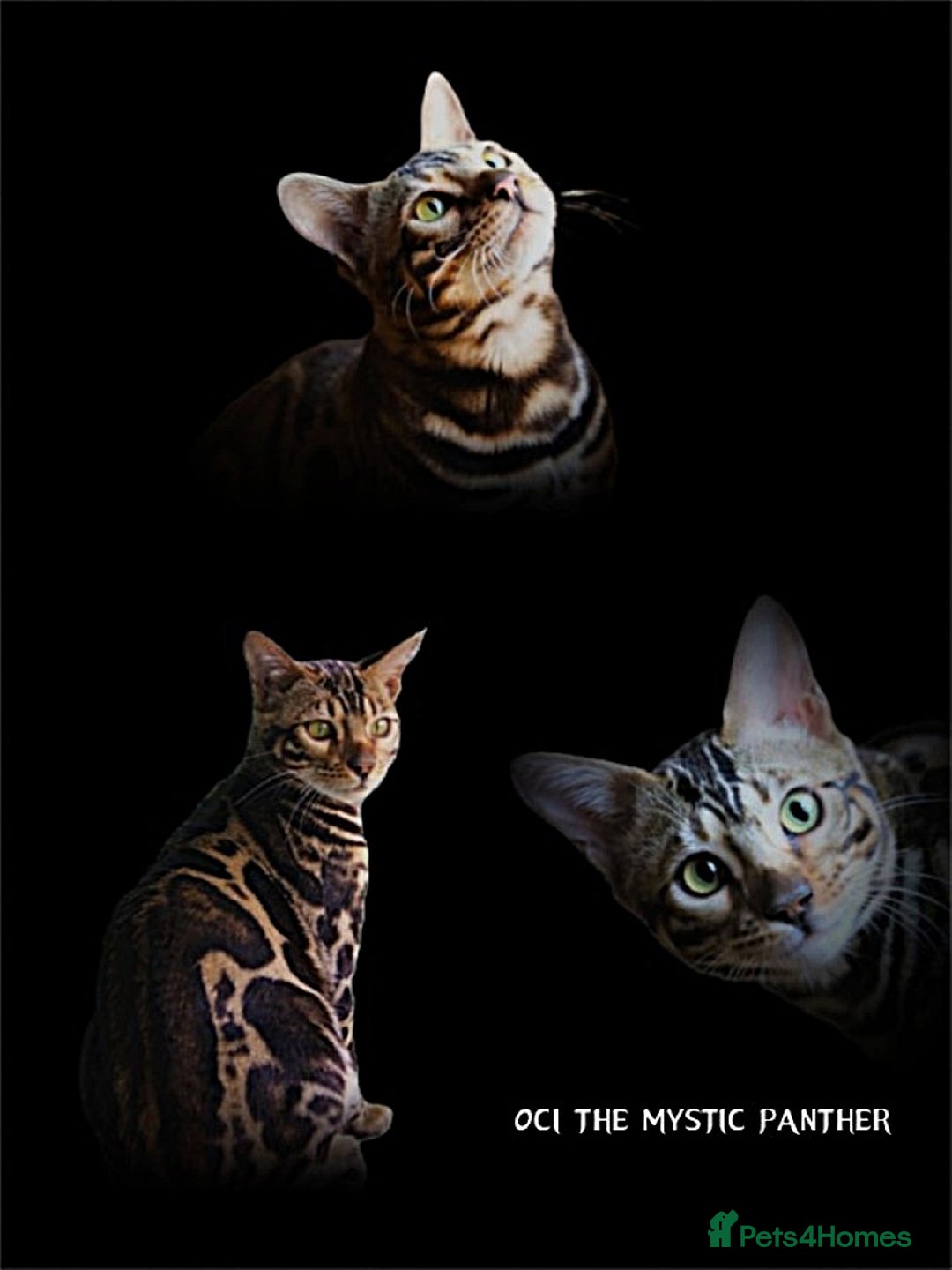 Bengal cats for stud: Sabor Russia Import Charcoal Carrier  - Advert 3