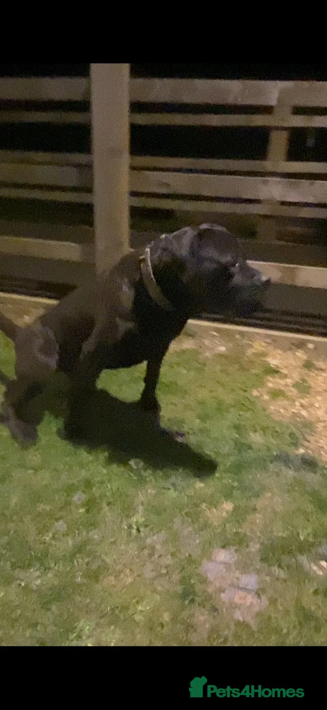 Mixed Breed dogs for sale: 🐶 BEAUTIFUL CANE CORSO x BANDOG FEMALE PUPPY 🐶 - Advert 7