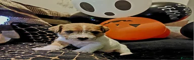 Jack Russell 1