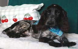Cocker Spaniel dogs for sale: Gorgeous show cocker spaniel puppies for sale  - Image 5