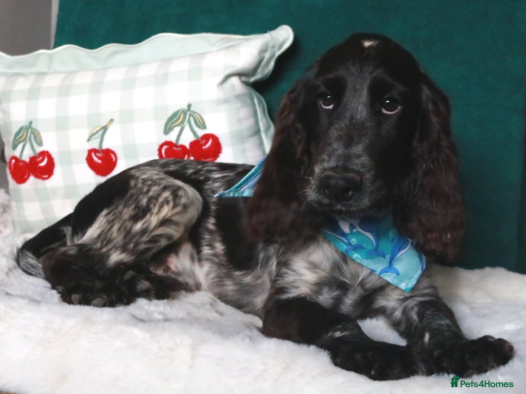 Cocker Spaniel dogs for sale: Gorgeous show cocker spaniel puppies for sale  - Image 5