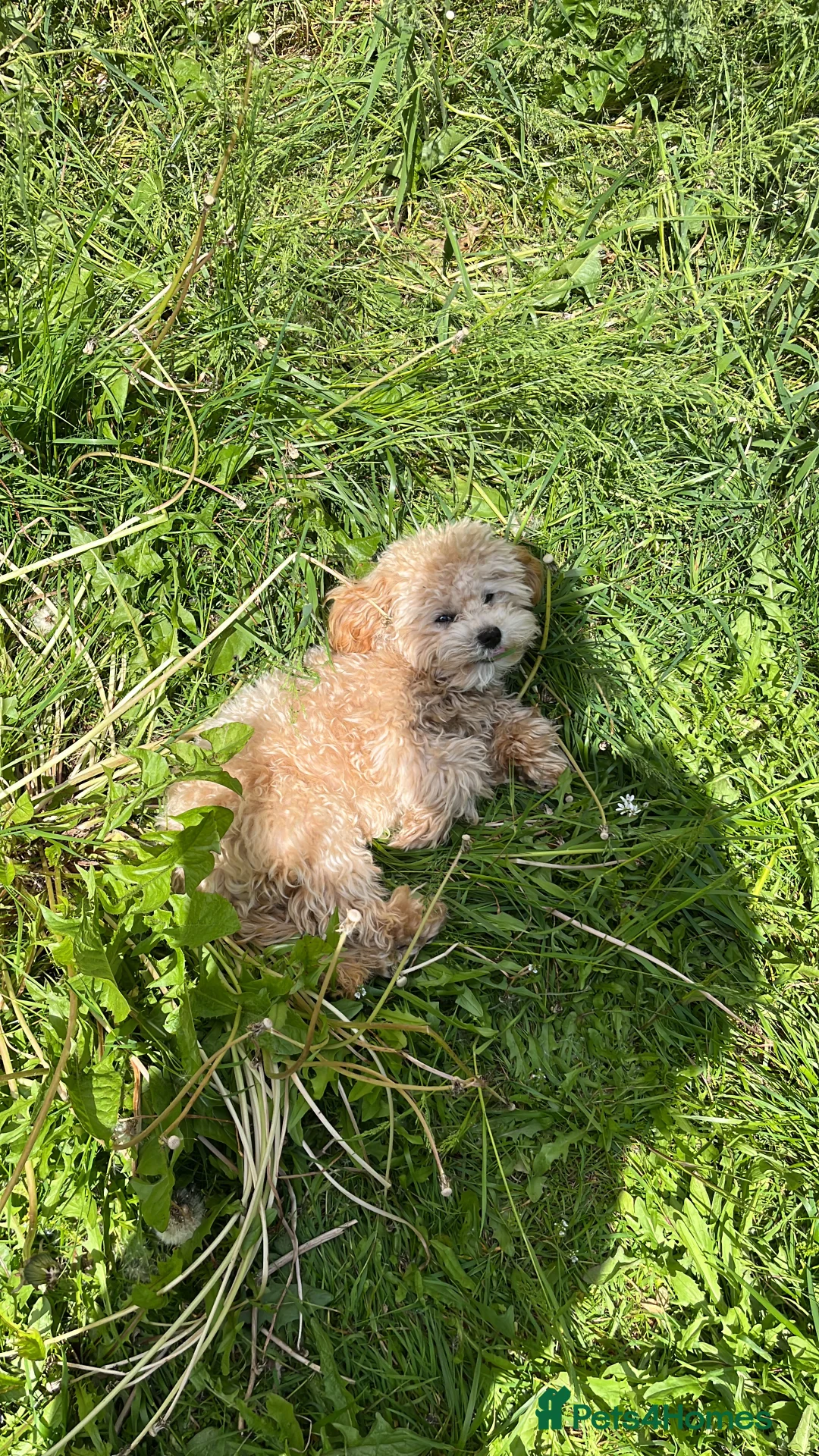 Maltipoo dogs for stud: Maltipoo STUD   in Luton - Advert 6