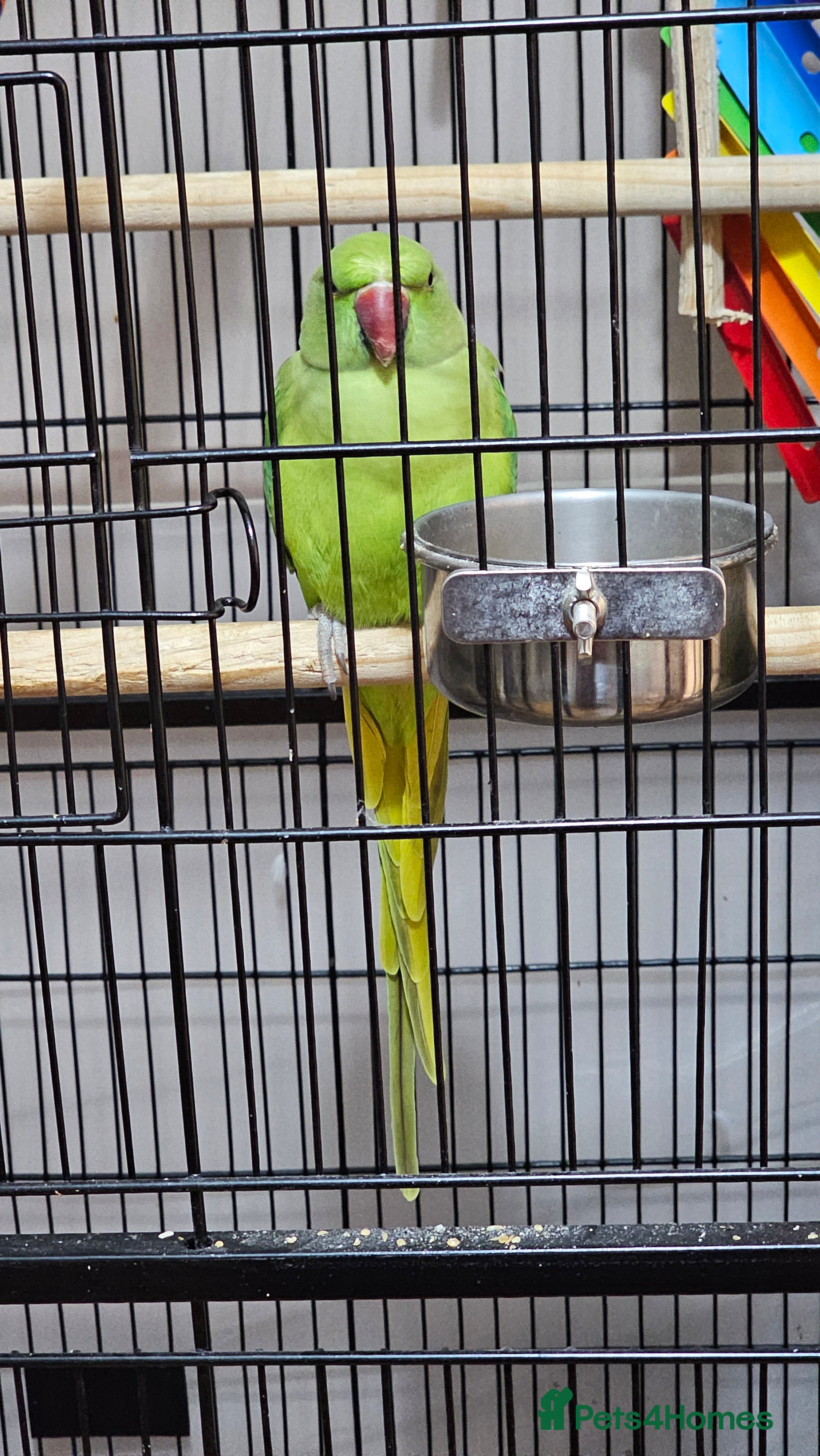 Parrots birds Indian ringneck parrot for sale - Advert 6