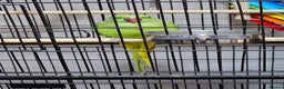 Parrots birds for sale: Indian ringneck parrot for sale - Advert 1