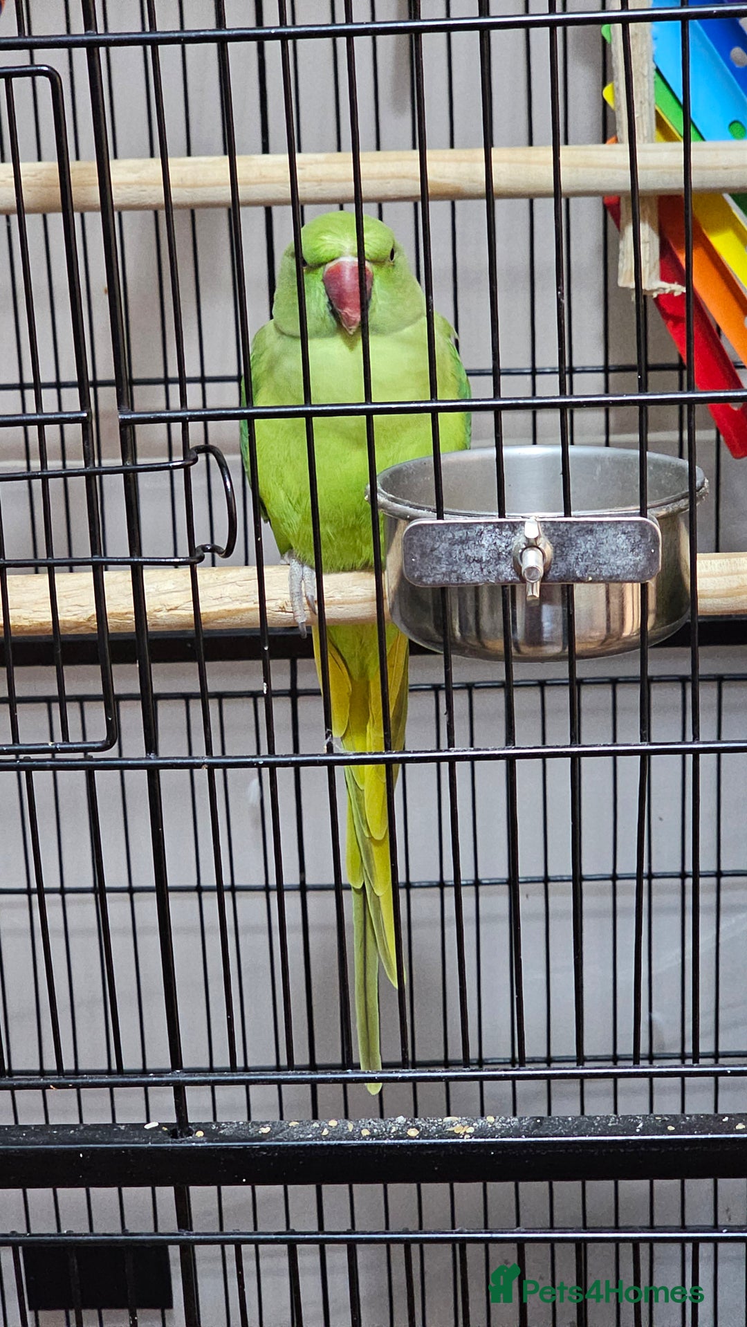 Parrots birds for sale: Indian ringneck parrot for sale - Advert 1