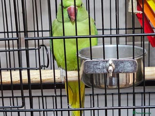 Parrots birds Indian ringneck parrot for sale - Advert 2