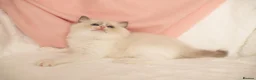 Ragdoll cats for sale: Elite TICA Kittens – Champion Bloodlines - Advert 30