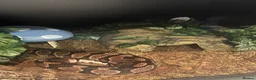 Python Snake reptiles for sale: ball python - Advert 5