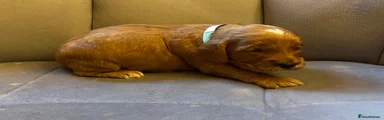 Turquoise Boy