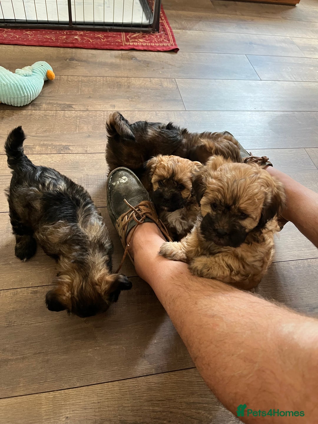 Shihpoo dogs for sale: Beautiful Shihpoo puppies  - Image 8