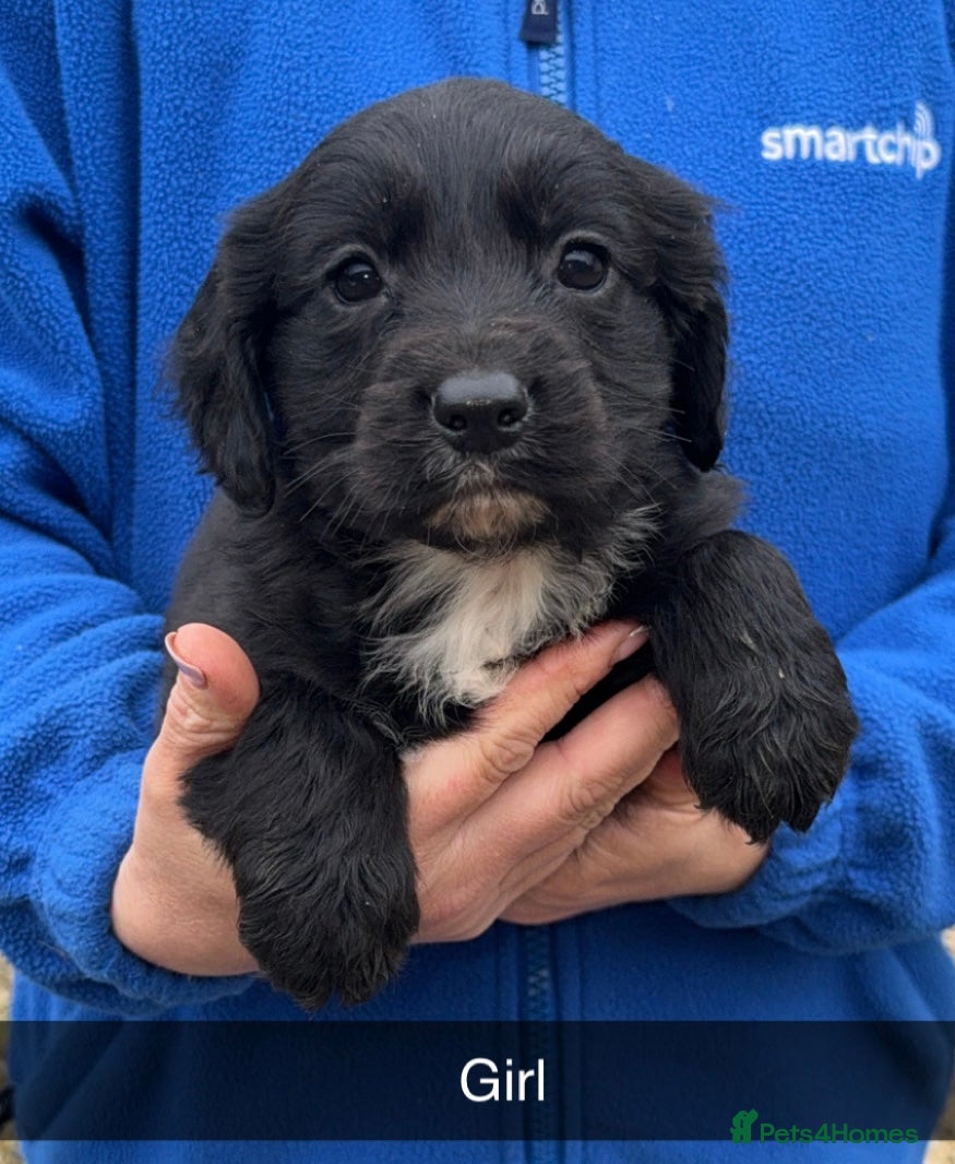 Cocker Spaniel dogs Cocker spaniel puppies  - Advert 1