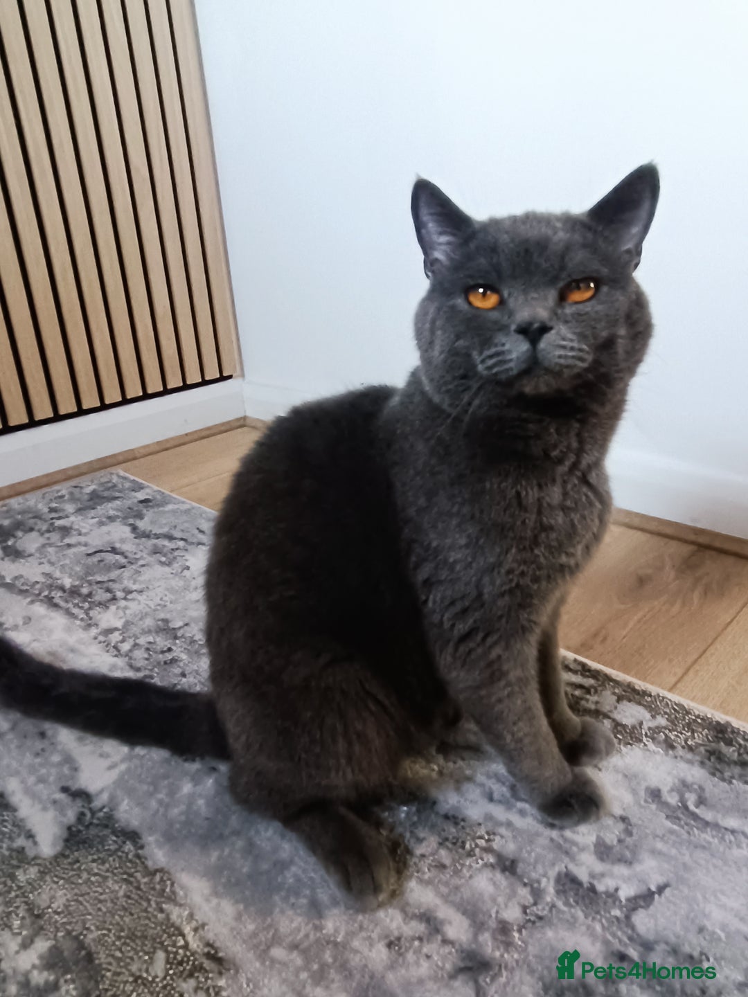 Mixed Breed cats for sale: Mixed breed - BSH x Scottish fold male - Advert 2