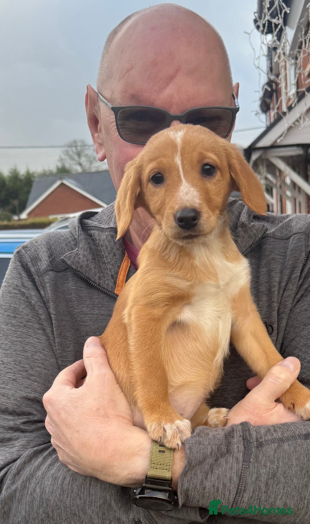 Mixed Breed dogs for sale: Beautiful puppy - Advert 4