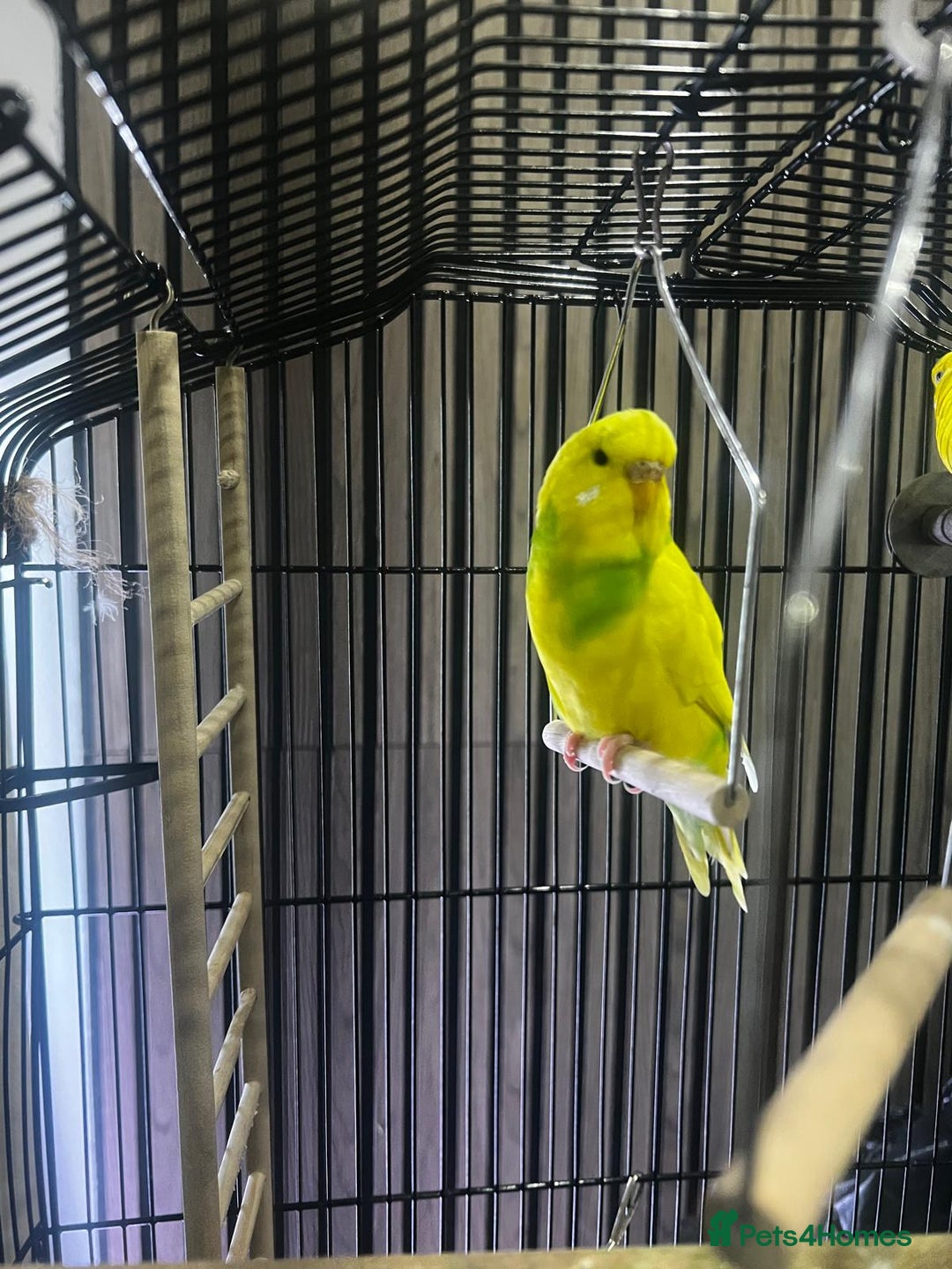 Budgerigars birds for sale: 4 budgies for sale, CHEAP and URGENT ❤ - Advert 8