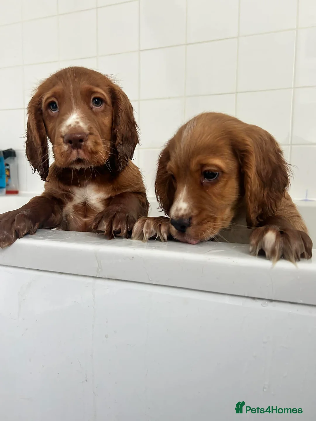 Cocker Spaniel dogs for sale: Cocker spaniel  - Advert 5