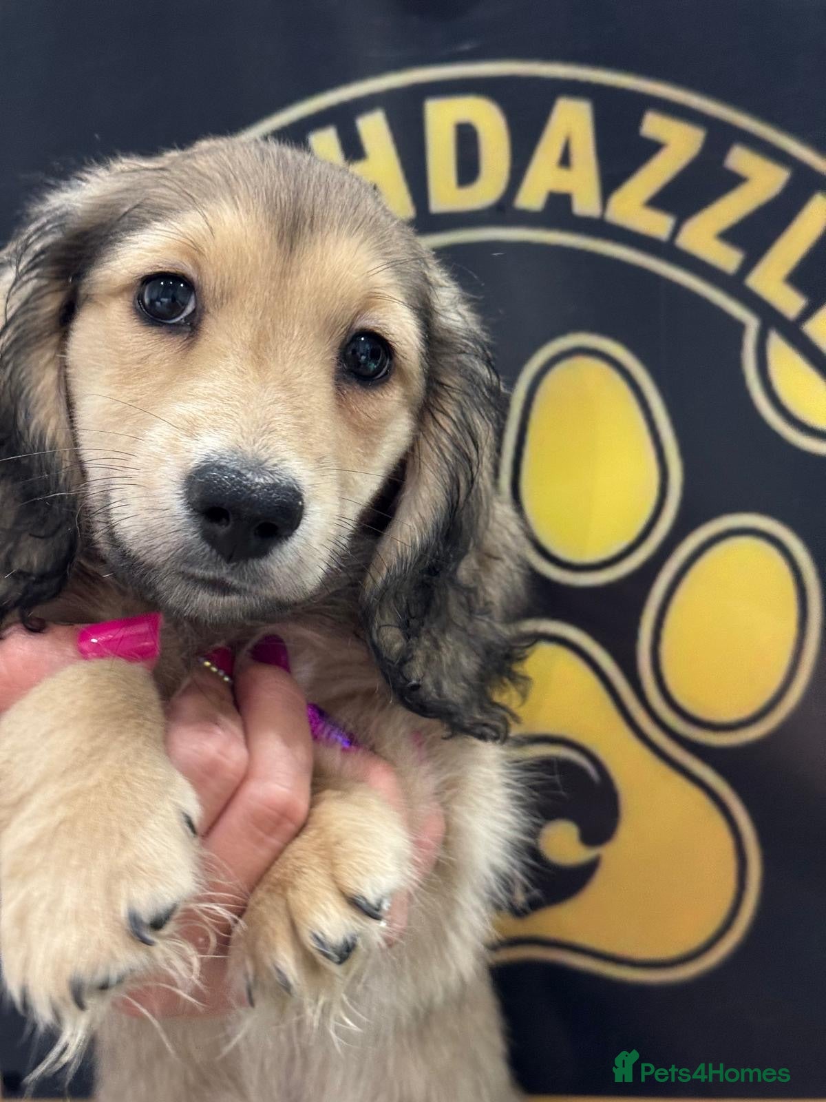 Miniature Dachshund dogs Fully vaccinated!Miniature Dachshund Puppy - Advert 18