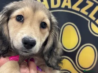 Miniature Dachshund dogs Fully vaccinated!Miniature Dachshund Puppy - Advert 18