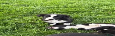 Border Collie 2